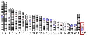 Y chromosome (human)