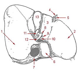 {4: ligementum teres hepatis 5: Ligamentum falciforme 7: vena cava inferior 8: ductus choledochus 9: arteria hepatica propria 10: Poortader 11: ductus cysticus 12: ductus hepaticus 13: galblaas