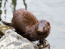 Photographie de 3/4 d'un animal au bord de l'eau, le corps est allongé, le poil trempé. La face montre une truffe rosée, des yeux noirs et des oreilles arrondies.