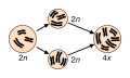 Image 18Speciation via polyploidy: A diploid cell undergoes failed meiosis, producing diploid gametes, which self-fertilize to produce a tetraploid zygote. In plants, this can effectively be a new species, reproductively isolated from its parents, and able to reproduce. (from Speciation)