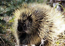 Kanadanpuupiikkisika (Erethizon dorsatum)