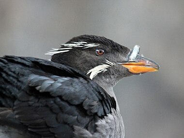 Rhinoceros auklet