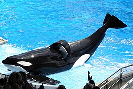 Tilikum in SeaWorld Orlando in 2009