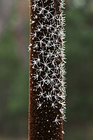 X. australis flower spike, flowering