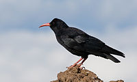 Red-billed chough