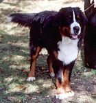 Berner sennenhund