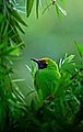 Golden-fronted leafbird