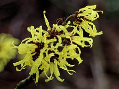 Hamamelis × intermedia 'Angelly'