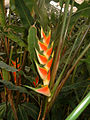 Heliconia wagneriana