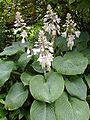 Hosta sieboldiana 'Elegans'.