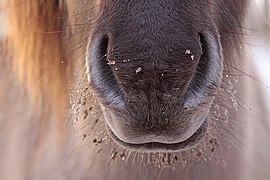 Gros plan sur les fosses nasales et les vibrisses d'un cheval de couleur gris-marron.