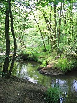 Die Leubeek in die Leudal-natuurgebied