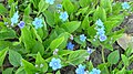 Omphalodes verna