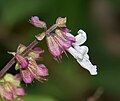 Fiore di Orthosiphon thymiflorus nella foresta Talakona, nel distretto di Chittoor di Andhra Pradesh, India