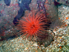 Pachycerianthus fimbriatus