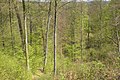 Het bos in het vroege voorjaar