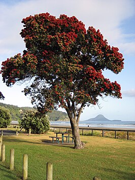 Pohutukawa