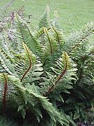 Polystic à frondes soyeuses.