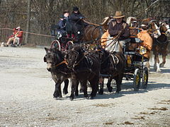 Dans une carrière, une femme mène un attelage composé de quatre petits poneys noirs.