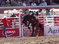 Bucking horse at the Calgary Stampede