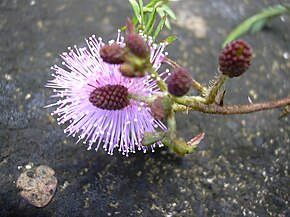 Description de l'image Starr 040209-0119 Mimosa pudica.jpg.