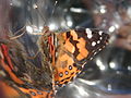 V. kershawi adult soon after hatching - note the blue centre of hindwing eyespots.