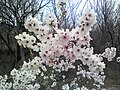 Apricot flowers in the village of Benhama, Kashmir