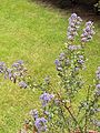 Ceanothus 'Blue Jeans' (cultivar).