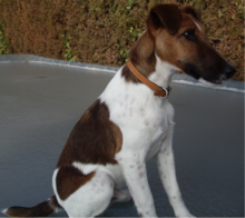 Photo d'un fox-terrier assis.