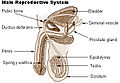 Sistema reprodutor masculino.