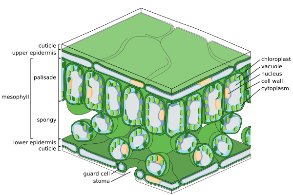 Fine-scale diagram of leaf structure