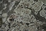 Lecanora，參見蒂米甚瓦拉貝加運河岸邊的muralis地衣。