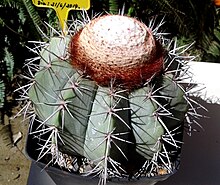 Melocactus azureus 1e.jpg