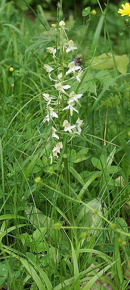 Žalsvažiedė blandis (Platanthera chlorantha)