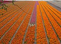 Spring tulips near the Tweede Doodweg, Vogelenzang (photo taken from the Amsterdamse Waterleidingduinen park).