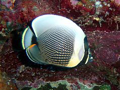 Chaetodon reticulatus