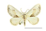 Cilix glaucata – Specimen