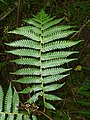 Tripinnate frond