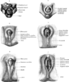 Stages in the development of the external sexual organs in the male and female