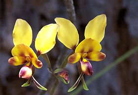 Diuris carinata