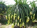 A pitaia (Hylocereus) dá en cactos coma este.