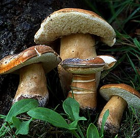 Kastanjatatti (Gyroporus castaneus)