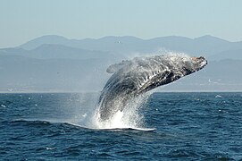 Une baleine à bosse