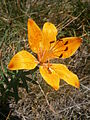 Nahaufnahme von Lilium bulbiferum var. croceum in Oisans