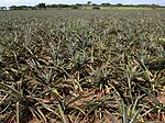 Ananas i Veracruz, Mexiko. Latinamerika producerar 35% av världens ananas.