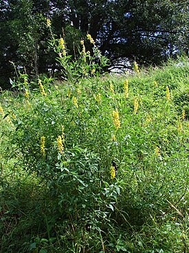 Crotalaria trichotoma