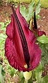 Dracunculus vulgaris