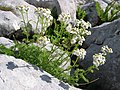 Achillea clusiana