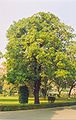 Provincial tree of West Bengal