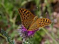 Argynnis pandora Kardinaalsmantel